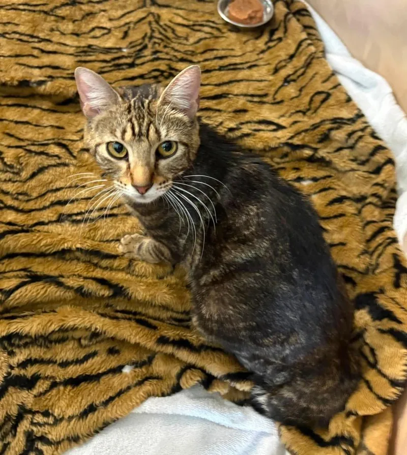 Aphmau