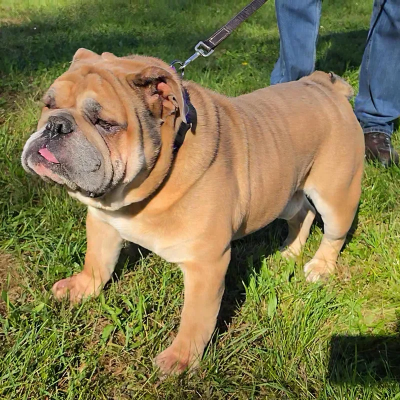 An adult large-sized male English Bulldog dog named Big Boy for adoption in LaGrange, IN
