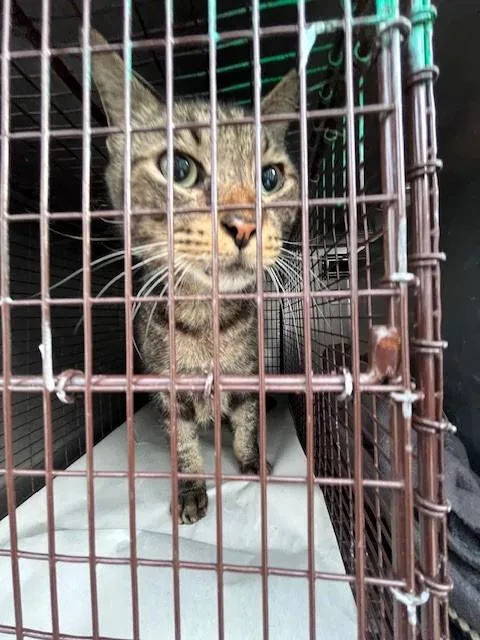 A young medium-sized male Domestic Short Hair cat named Nick for adoption in Miami, FL
