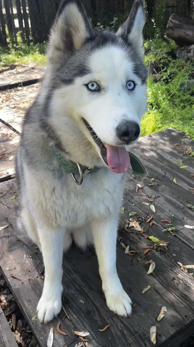 Ella  blue eyes thumbnail 6