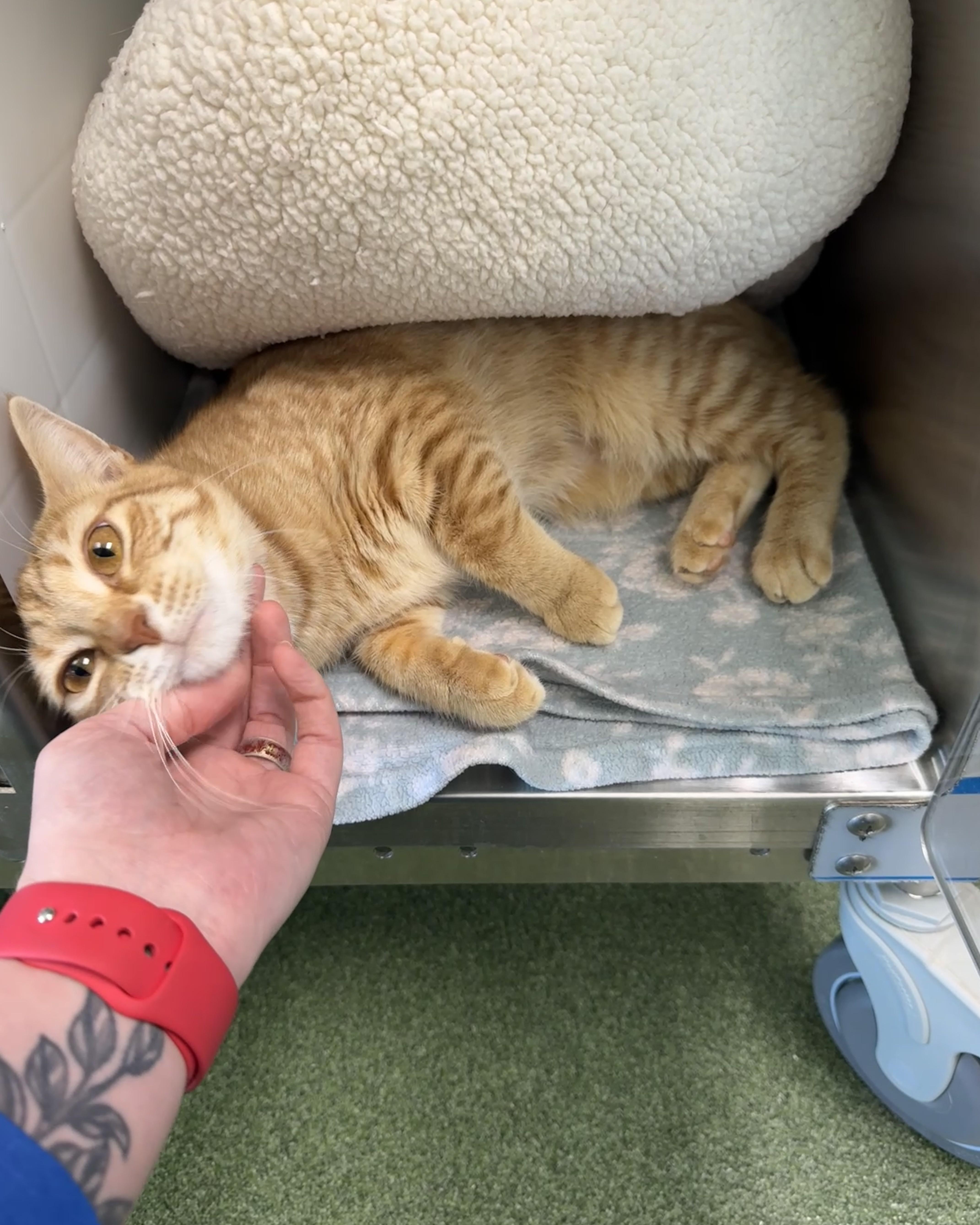 A young medium-sized female Tabby (Orange / Red) Domestic Short Hair cat named Calloway for adoption in Seneca, PA
