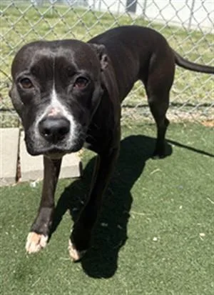 An adult medium-sized female Pit Bull Terrier dog named Queenie for adoption in Texas City, TX