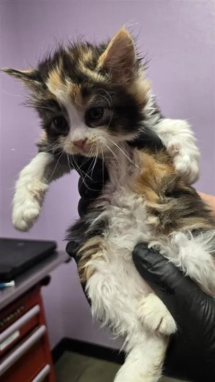 A baby small-sized female Orange / Red Domestic Long Hair cat named 60779157 for adoption in El Paso, TX