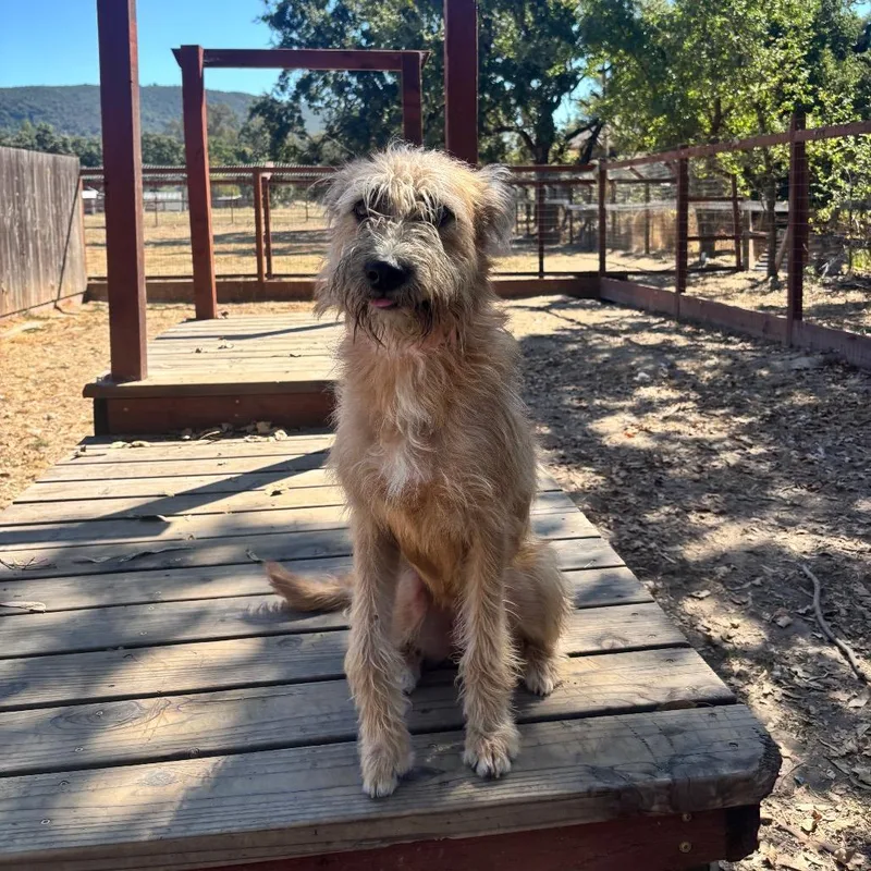A young medium-sized female Terrier dog named Indie for adoption in Sonoma, CA