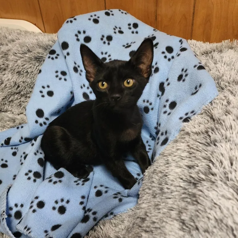 A baby medium-sized male Black Domestic Short Hair cat named Spooky for adoption in Graham, WA