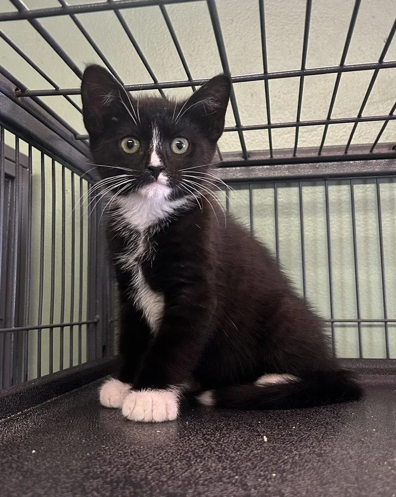 A baby medium-sized male Black & White / Tuxedo Domestic Short Hair cat named Luther for adoption in Broomall, PA