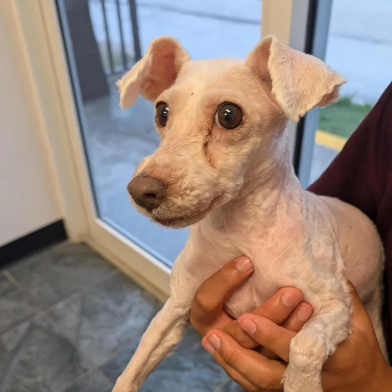 An adult small-sized female White / Cream Maltese dog named Elsa for adoption in Clearwater, FL