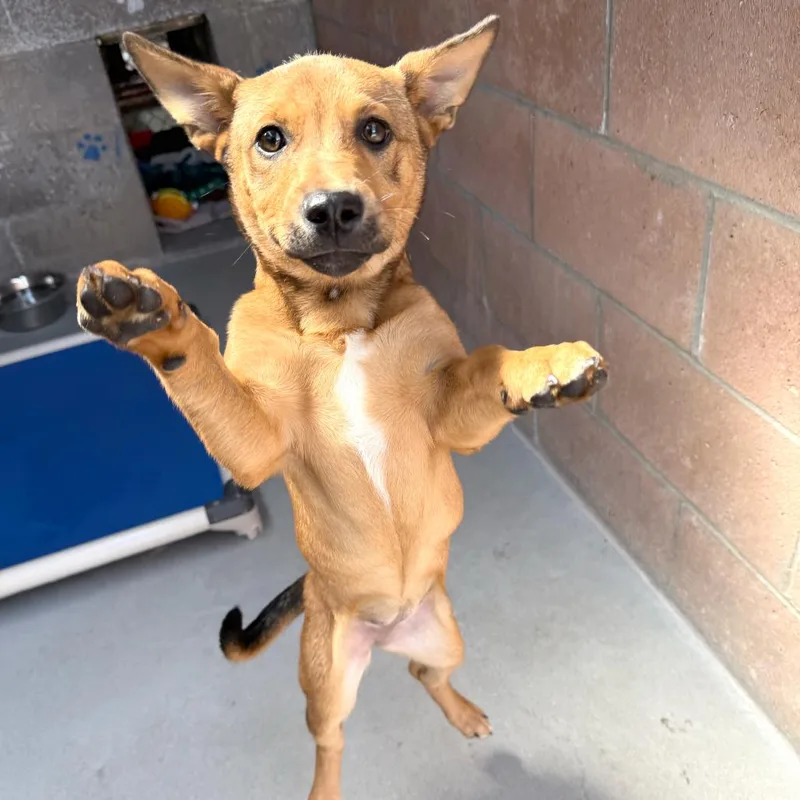 A baby small-sized female Yellow / Tan / Blond / Fawn Chihuahua dog named Eclipse for adoption in Santa Barbara, CA