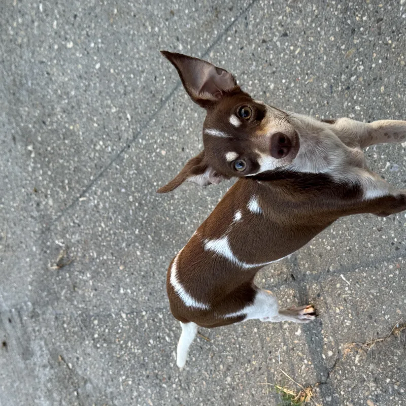 Walter thumbnail 3