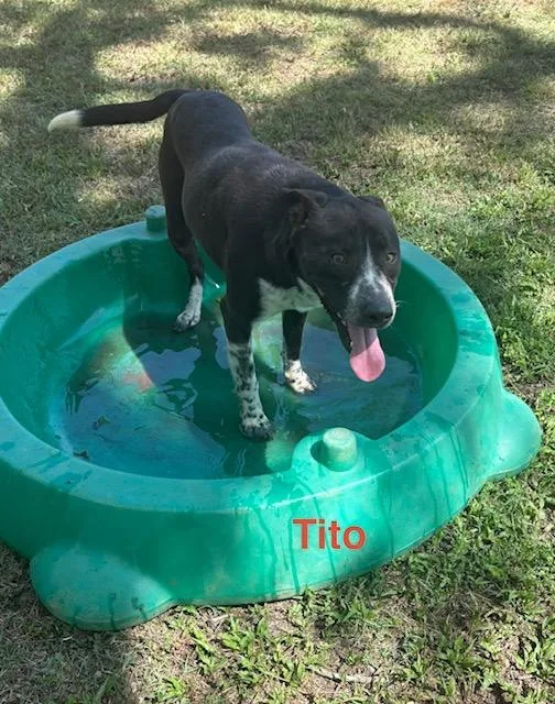 Tito