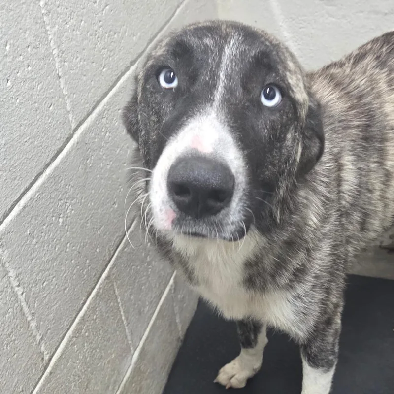 An adult large-sized female Gray / Blue / Silver Anatolian Shepherd dog named Skye for adoption in Madisonville, KY