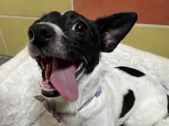 A young small-sized female Chihuahua dog named Oreo for adoption in Palo Alto, CA