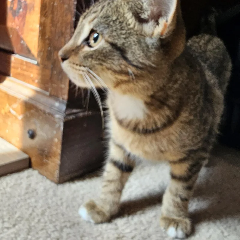 A baby medium-sized female Tabby (Brown / Chocolate) Tabby cat named Selene for adoption in Richmond, VA