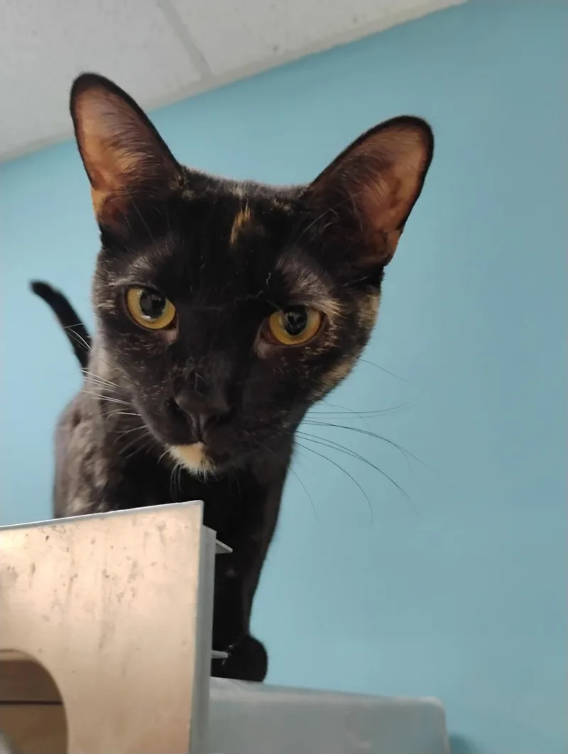A baby medium-sized female Tortoiseshell Domestic Short Hair cat named Truffle for adoption in Clawson, MI