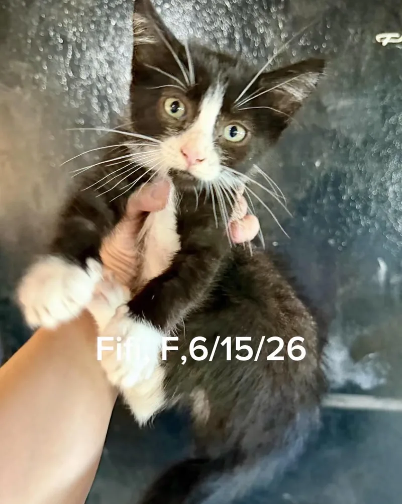 A baby small-sized female Tuxedo cat named Fifi for adoption in Shrewsbury, MA