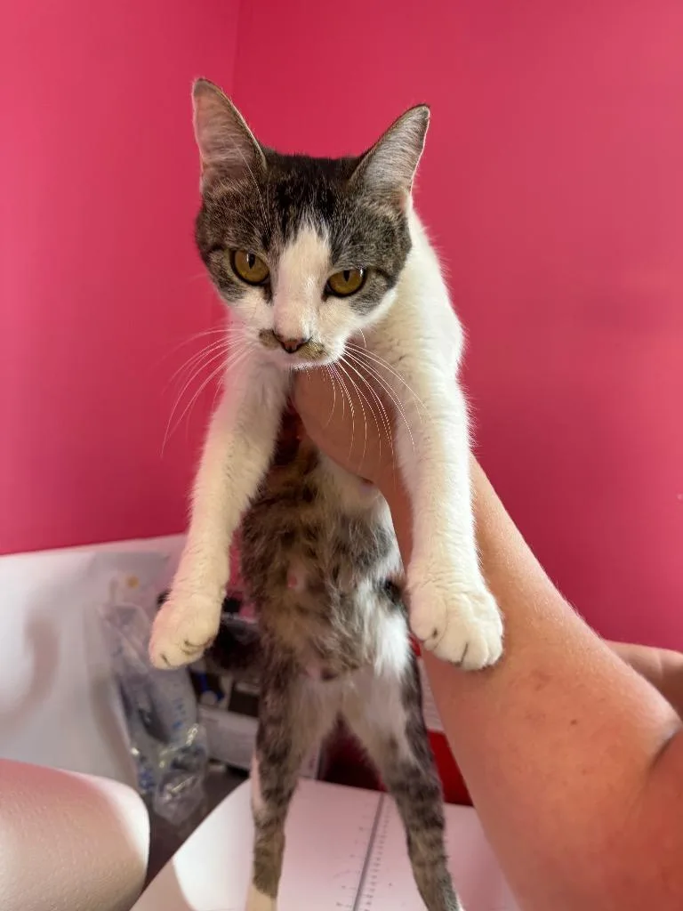 A young medium-sized female Domestic Short Hair cat named Sriracha for adoption in Johnson City, TN