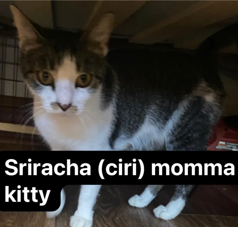 Sriracha thumbnail 2