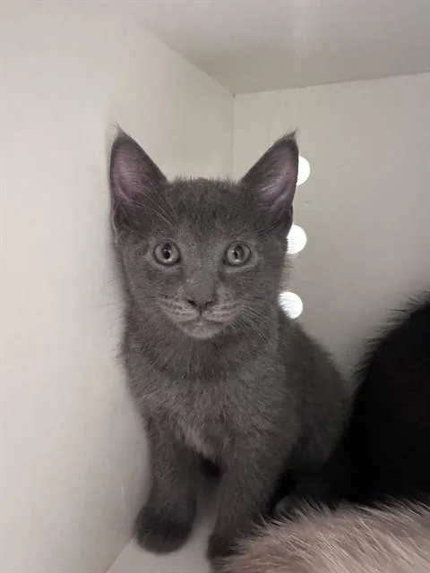 A baby small-sized male Domestic Short Hair cat named Buzz for adoption in Ontario, CA