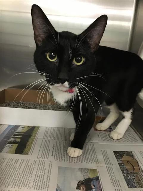 An adult medium-sized male Domestic Short Hair cat named Ava for adoption in Dallas, TX