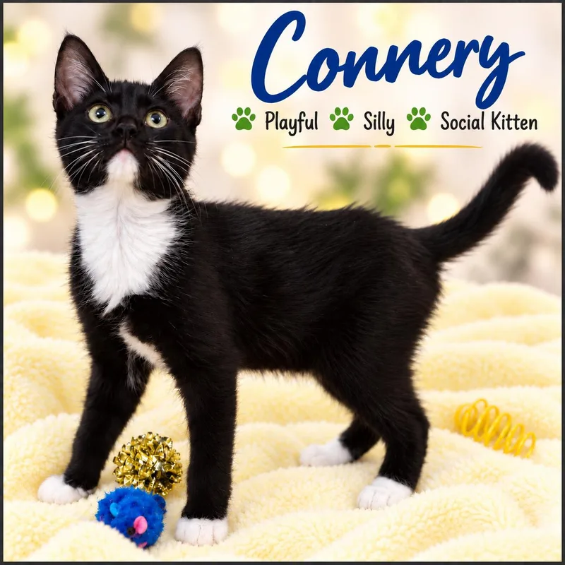 A young medium-sized male Tuxedo cat named Connery for adoption in Greenville, DE