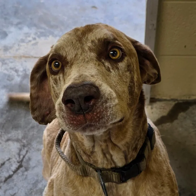 An adult small-sized male Red / Chestnut / Orange Catahoula Leopard Dog dog named Billy for adoption in Bronson, FL