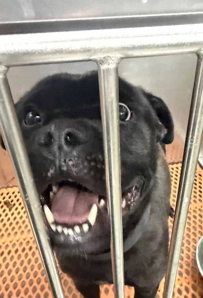 An adult large-sized male Mixed Breed dog named Randy for adoption in Henderson, NC