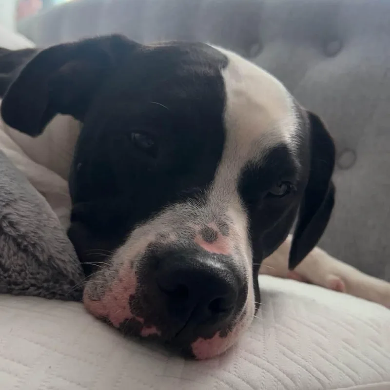 An adult medium-sized female Pit Bull Terrier dog named Revel for adoption in Chelmsford, MA