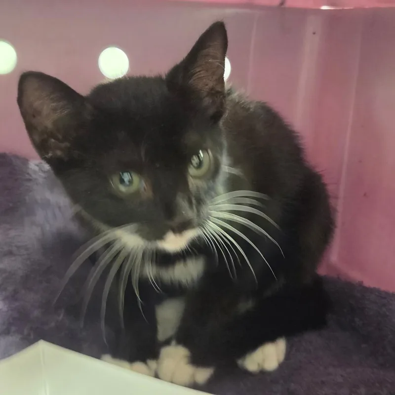 A baby small-sized male Black Domestic Short Hair cat named Little Boots for adoption in Chattanooga, TN