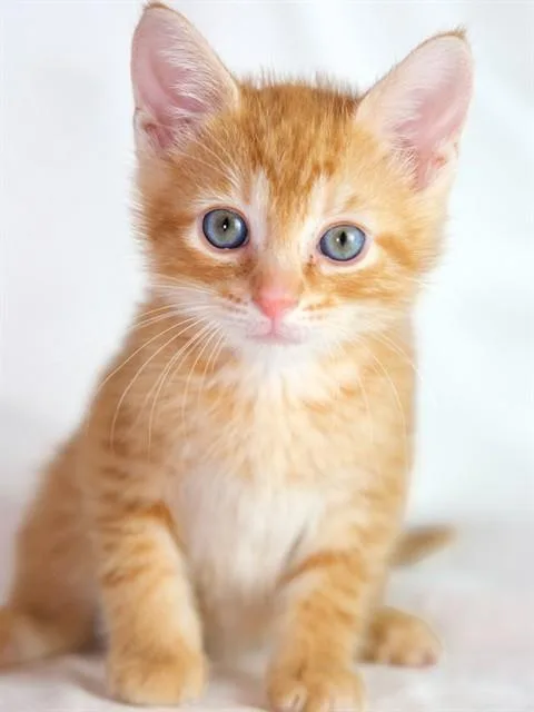 A baby medium-sized male Domestic Short Hair cat named A for adoption in Huntsville, AL