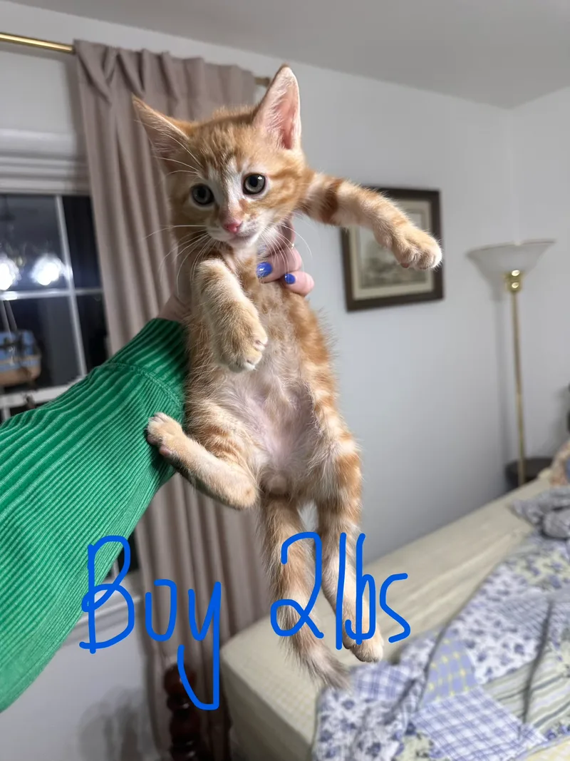 Black and White Domestic Short Hair cat named Lewis for adoption in Grandview, TN