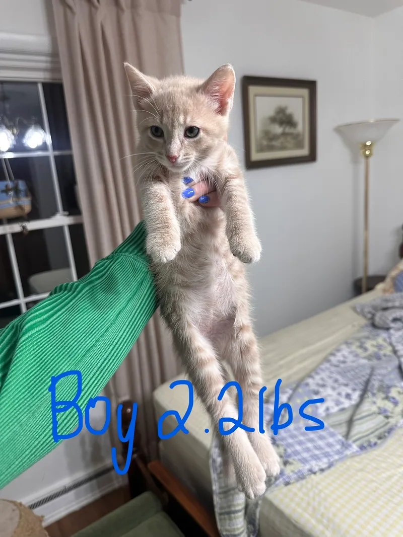small-sized Cream Domestic Short Hair cat named Clark for adoption