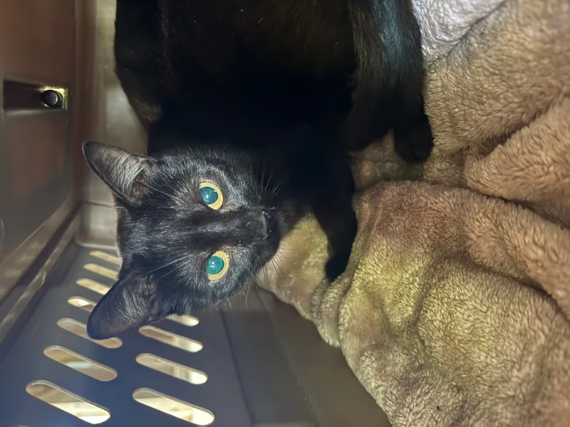 small-sized female Black Domestic Short Hair cat named Queenie for adoption