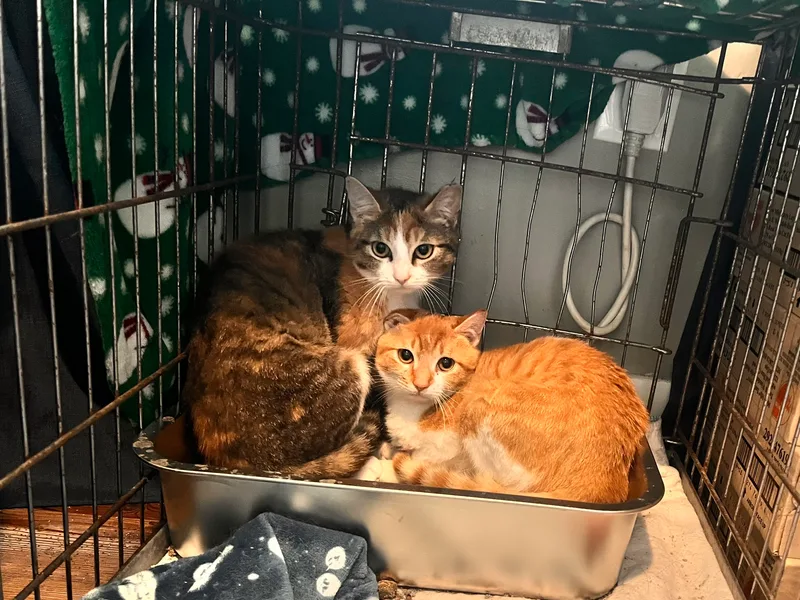 A young small-sized female Orange and White American Shorthair cat named Cheesecake for adoption