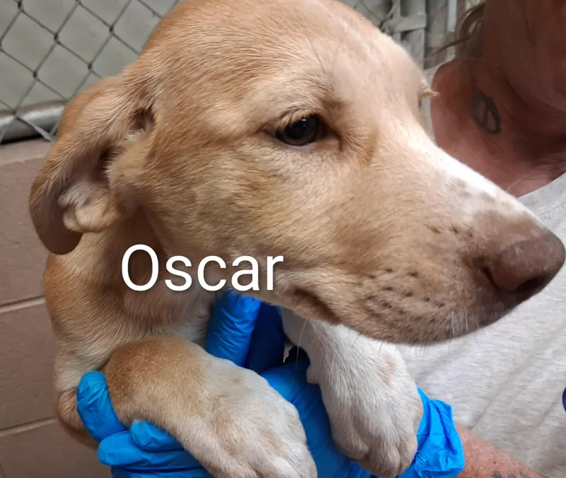 A baby medium-sized male Labrador Retriever dog named Oscar for adoption in Maynardville, TN