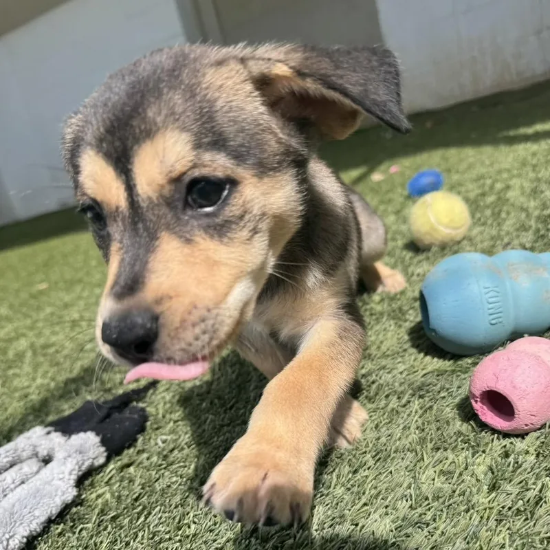 A baby medium-sized female Black Labrador Retriever dog named Oceana for adoption in LOXAHATCHEE, FL