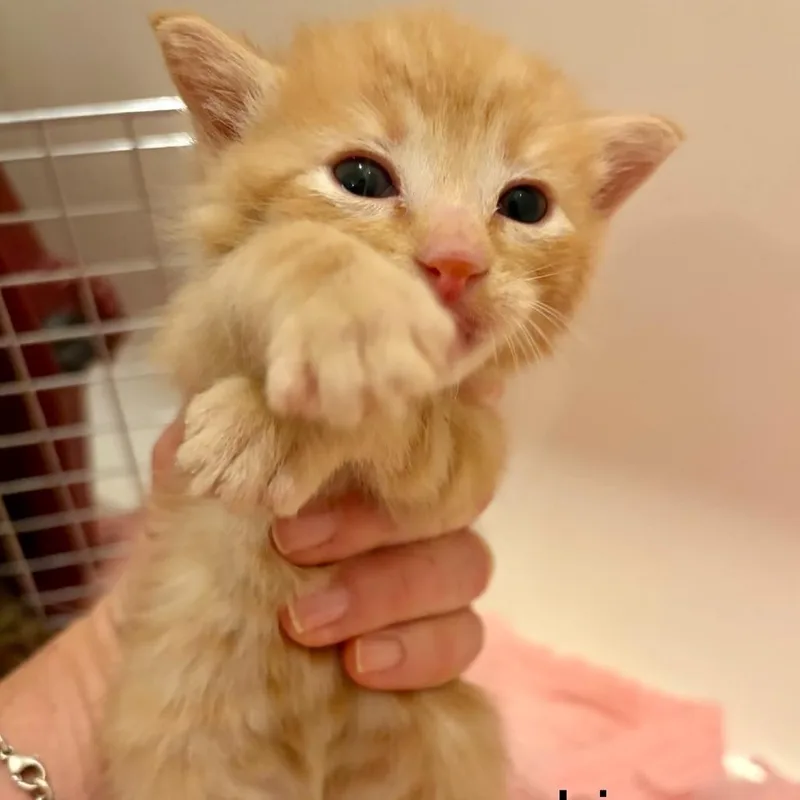 A baby small-sized male Orange / Red Domestic Short Hair cat named N Iris for adoption in Arizona City, AZ