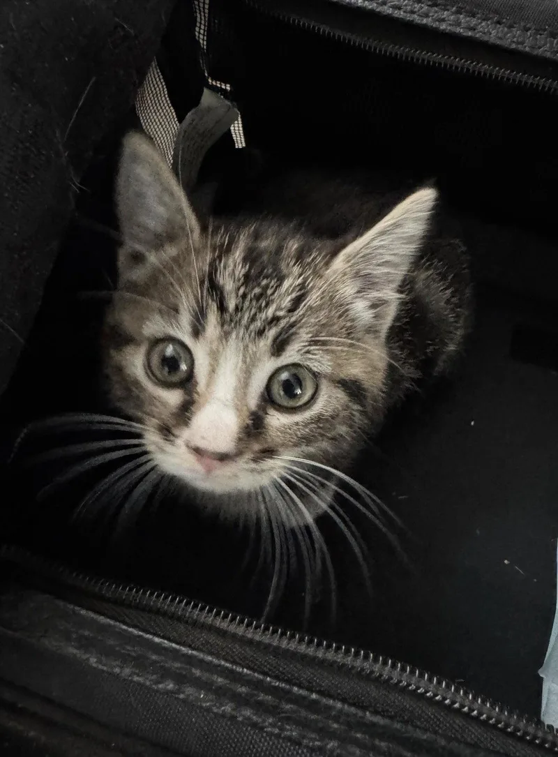 A young medium-sized female Domestic Short Hair cat named Stiorra for adoption in Riverside, CA