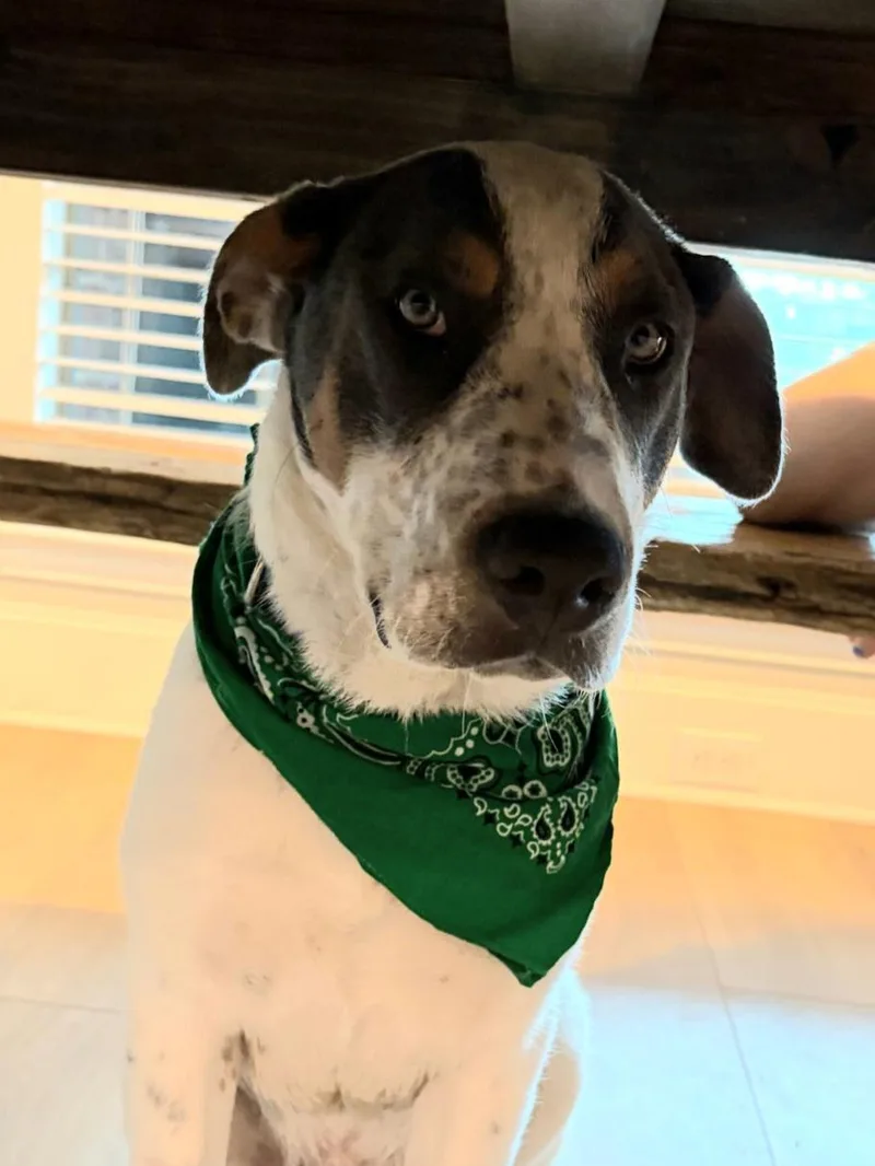 A young medium-sized male White / Cream Australian Cattle Dog / Blue Heeler dog named Trux for adoption in Terrell, TX