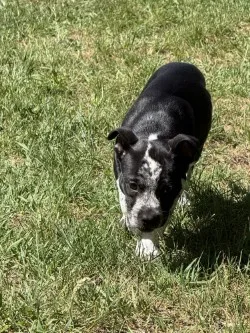A baby small-sized female Black/White/Spots Mixed Breed dog named Oreo for adoption in Standish, MI