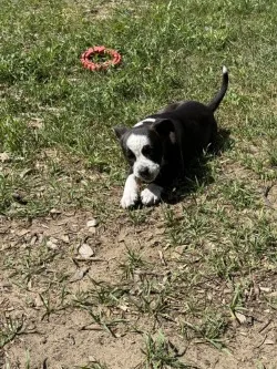 A baby small-sized female Black/White/Spots Mixed Breed dog named Cookie for adoption in Standish, MI