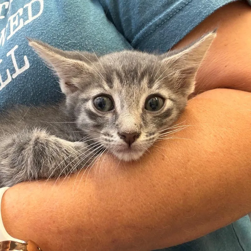 A baby small-sized male Domestic Short Hair cat named Dozer for adoption in Lake Jackson, TX