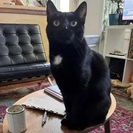 An adult medium-sized female Black Domestic Short Hair cat named Midnite for adoption in New York, NY
