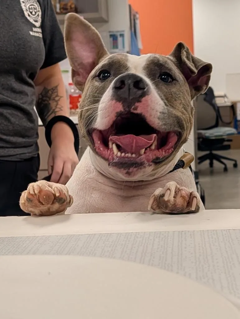 An adult large-sized male Pit Bull Terrier dog named Miller for adoption in Greenfield, IN