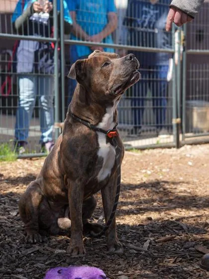 An adult large-sized male Mixed Breed dog named Nunnum for adoption in Chamblee, GA