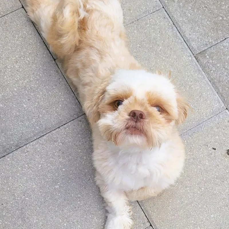 Ollie