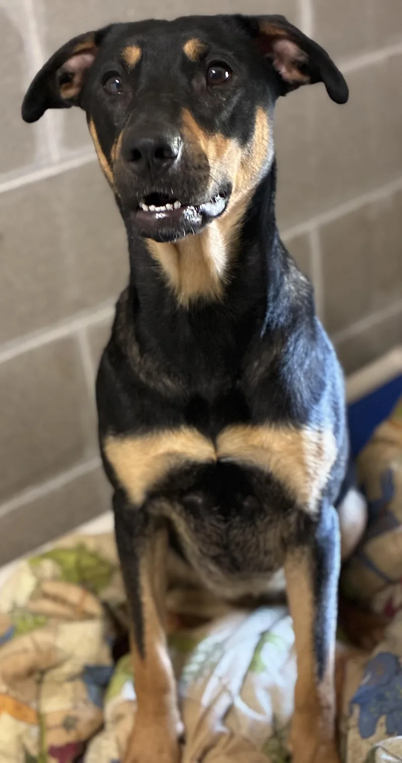 An adult large-sized female Black Doberman Pinscher dog named Dharma for adoption in Sandusky, MI