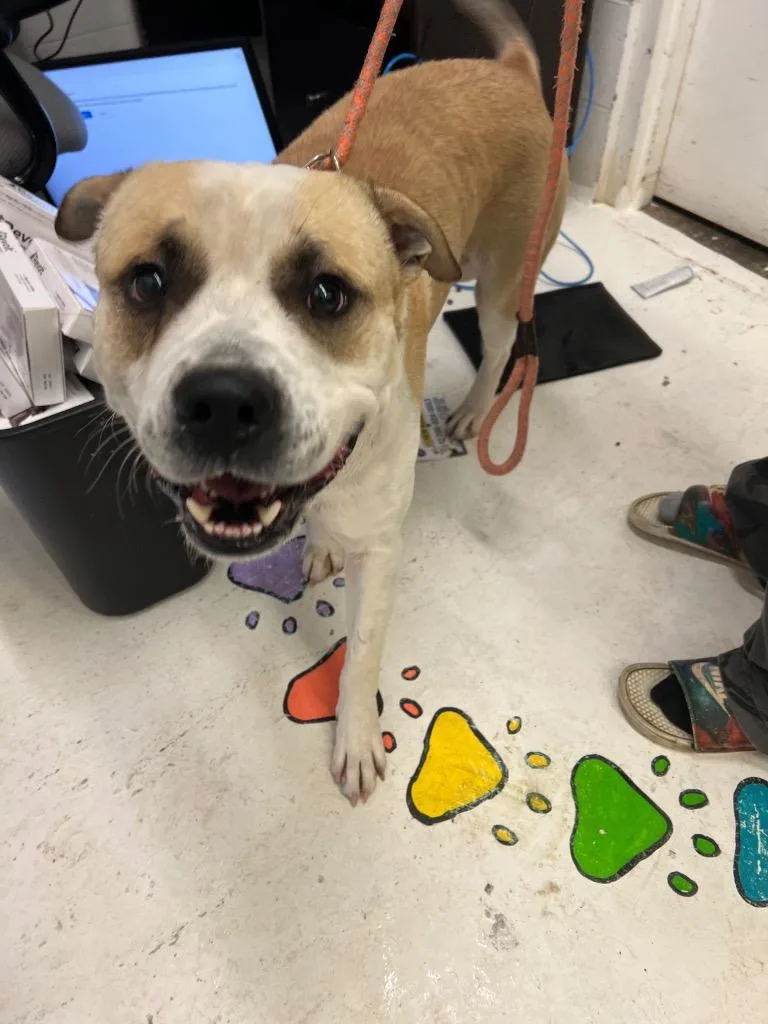 An adult large-sized male Terrier dog named Buster  Hold until for adoption in Chickamauga , GA