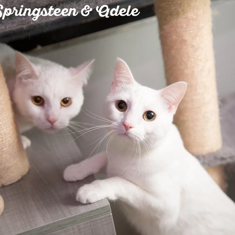 Bruce Springsteen thumbnail 4