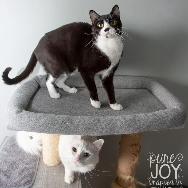 Bruce Springsteen thumbnail 6