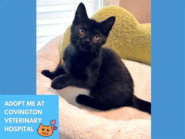 A baby small-sized female Domestic Short Hair cat named Mara for adoption in Fort Wayne, IN